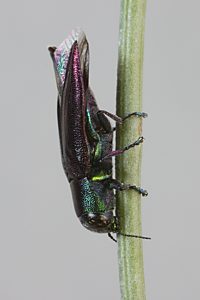 Melobasis obscurella, PL1528A, male, on Acacia euthycarpa, EP, 8.2 × 3.0 mm